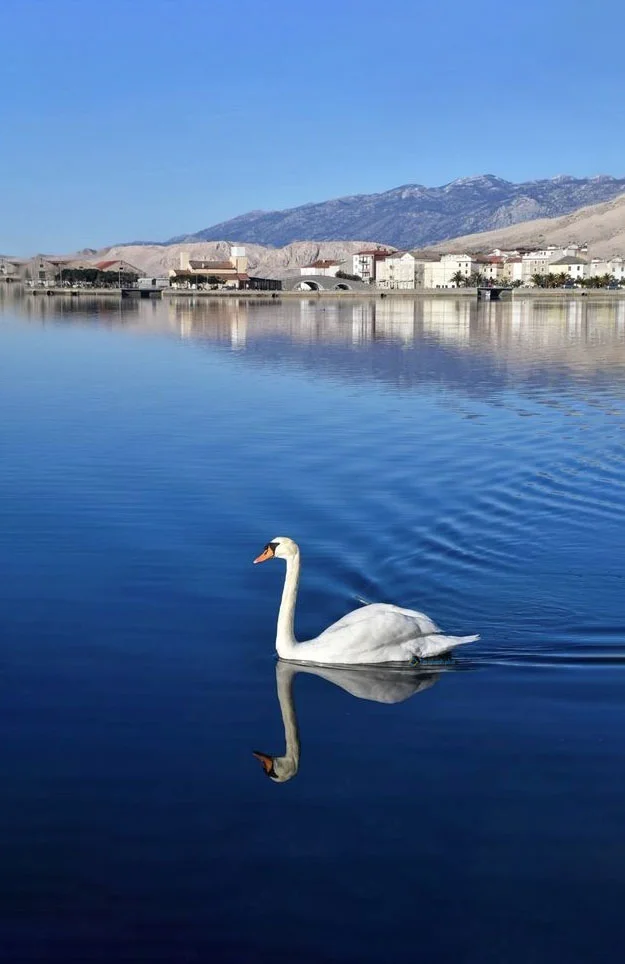 Hình nền Thiên Nga cho điện thoại