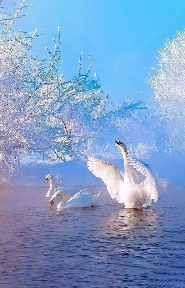 Hình nền Thiên Nga cho điện thoại