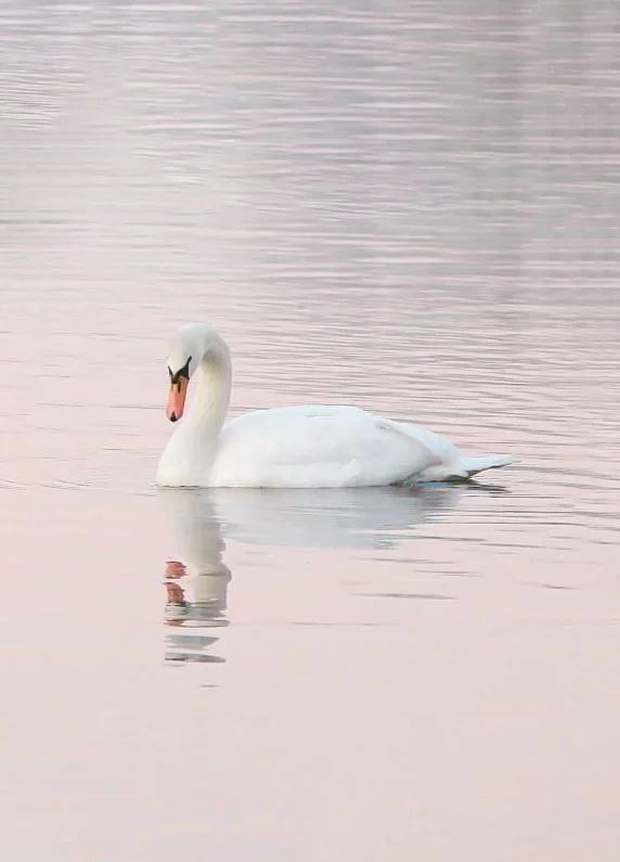 Hình nền Thiên Nga cho điện thoại