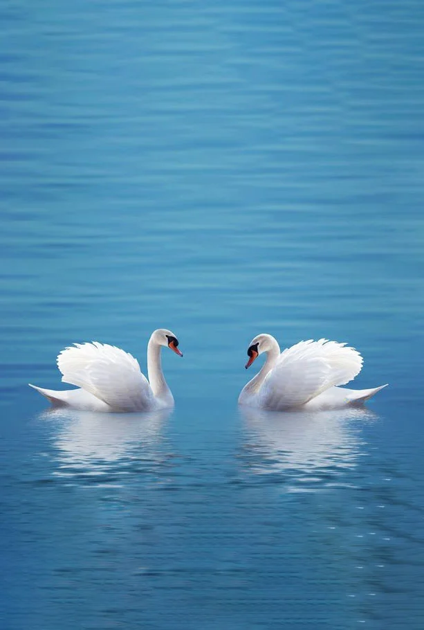 Hình nền Thiên Nga cho điện thoại