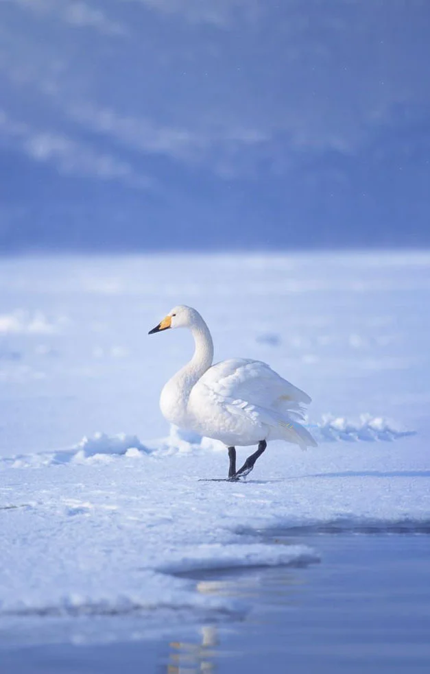 Hình nền Thiên Nga cho điện thoại