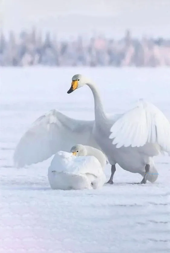 Hình nền Thiên Nga cho điện thoại