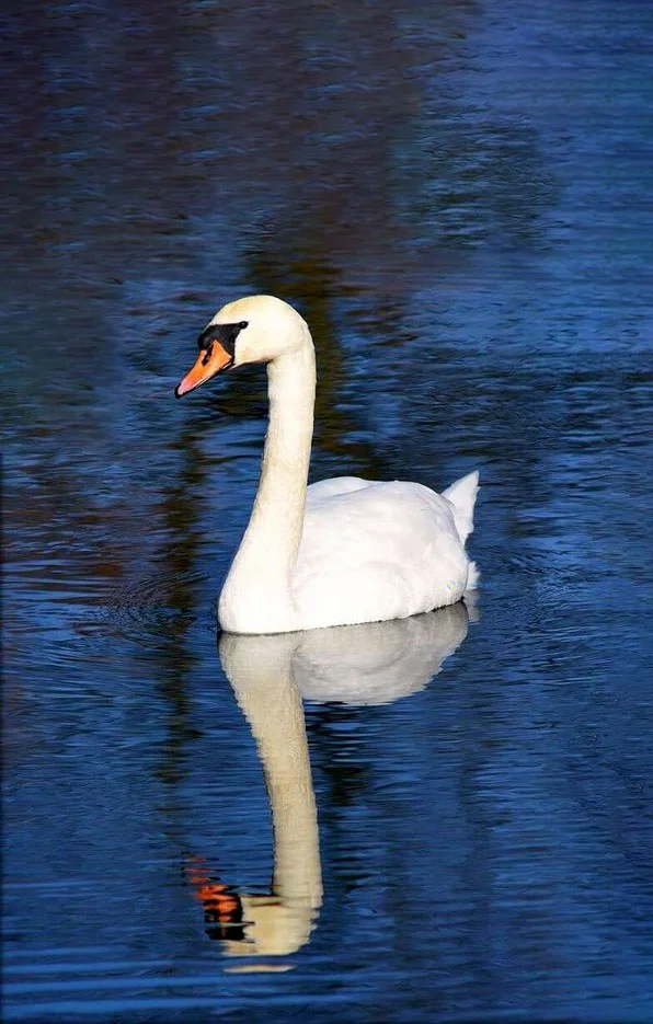 Hình nền Thiên Nga cho điện thoại