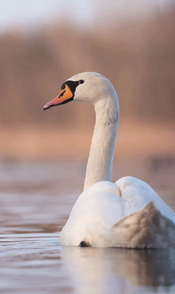 Hình nền Thiên Nga cho điện thoại