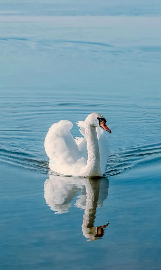 Hình nền Thiên Nga cho điện thoại