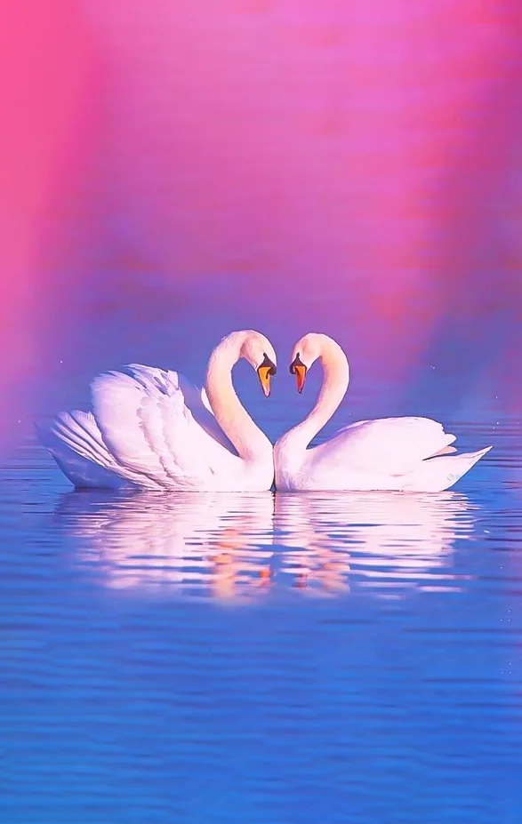 Hình nền Thiên Nga cho điện thoại