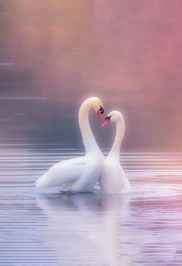 Hình nền Thiên Nga cho điện thoại