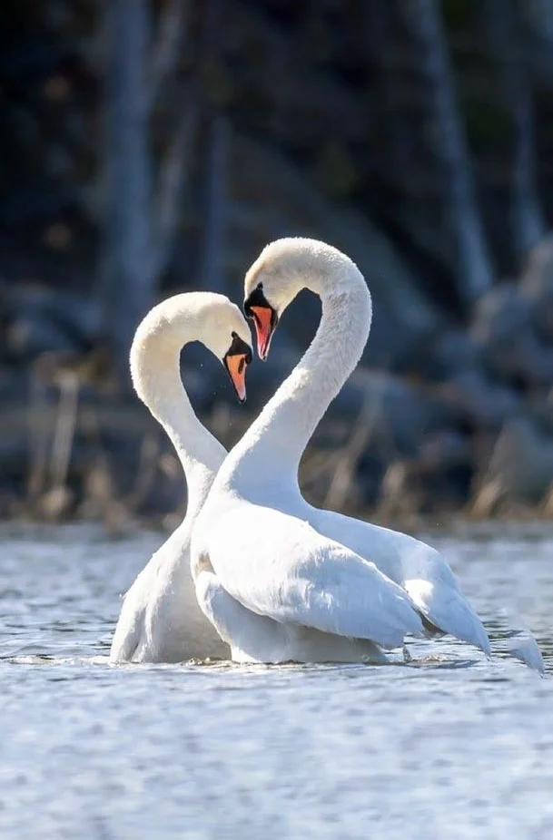 Hình nền Thiên Nga cho điện thoại