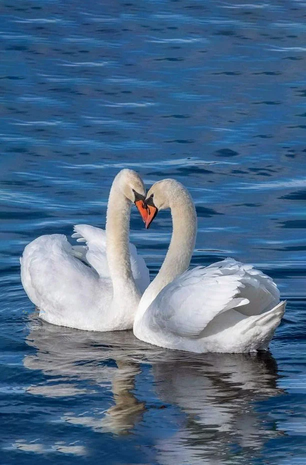 Hình nền Thiên Nga cho điện thoại