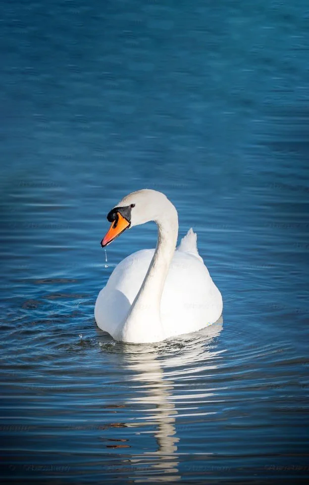 Hình nền Thiên Nga cho điện thoại