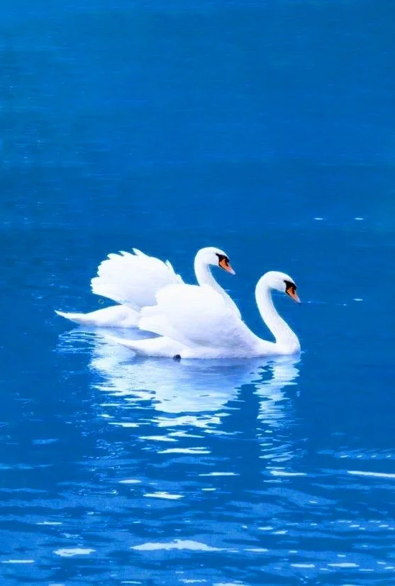 Hình nền Thiên Nga cho điện thoại