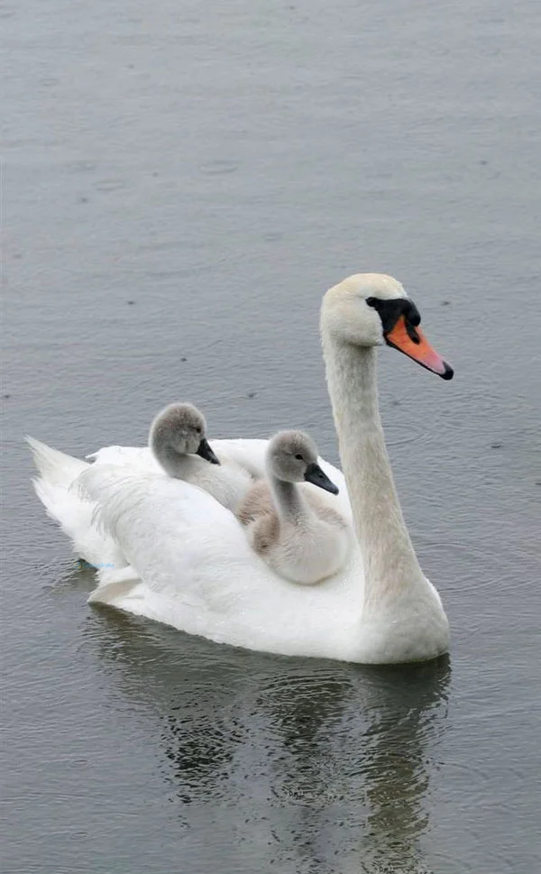 Hình nền Thiên Nga cho điện thoại