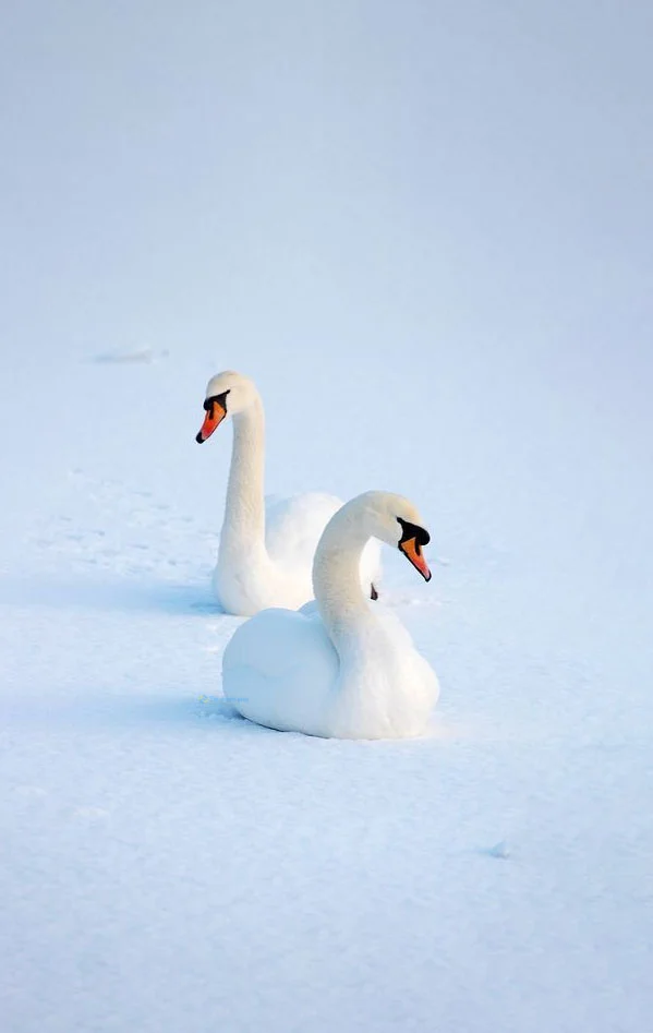 Hình nền Thiên Nga cho điện thoại