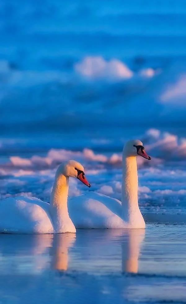 Hình nền Thiên Nga cho điện thoại