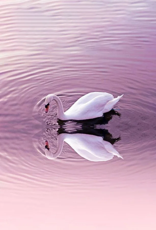 Hình nền Thiên Nga cho điện thoại