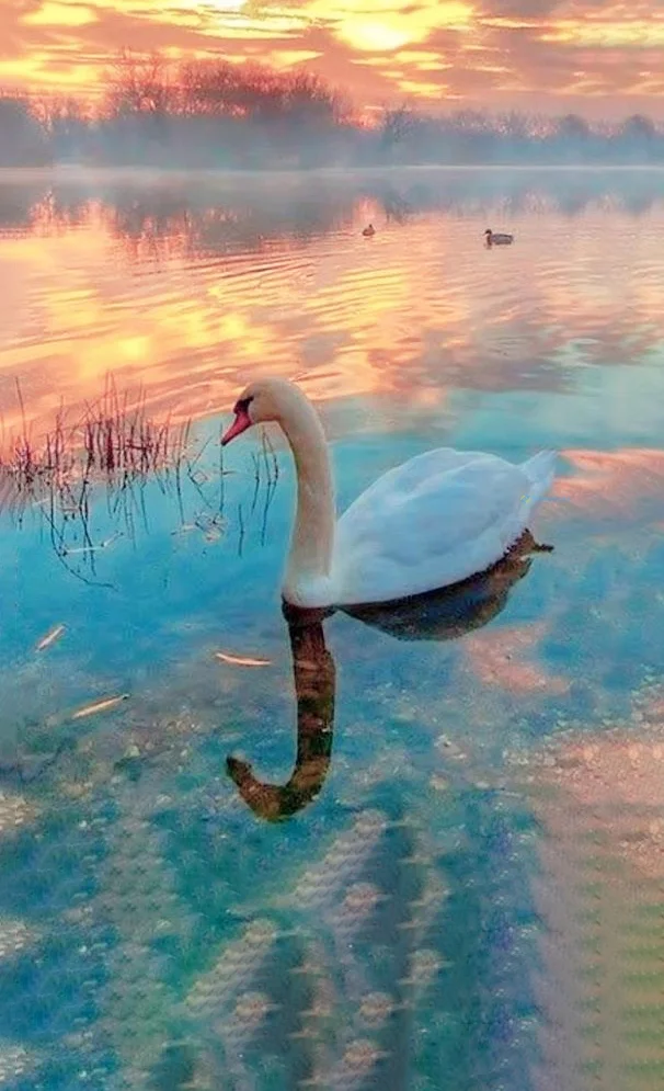 Hình nền Thiên Nga cho điện thoại