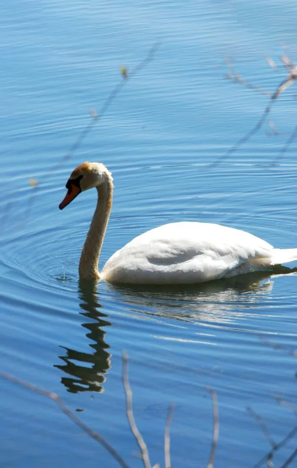 Hình nền Thiên Nga cho điện thoại