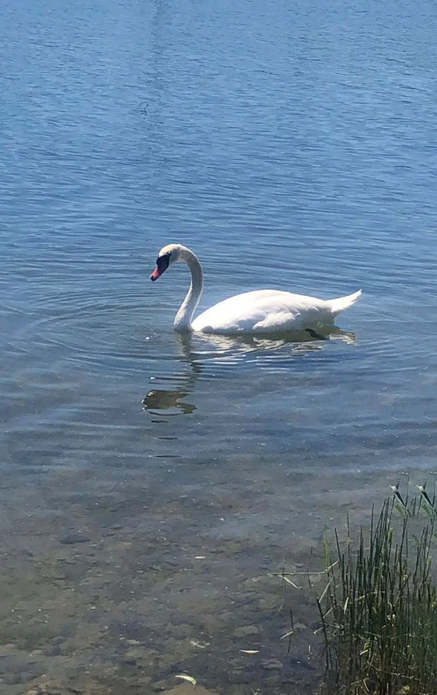 Hình nền Thiên Nga cho điện thoại
