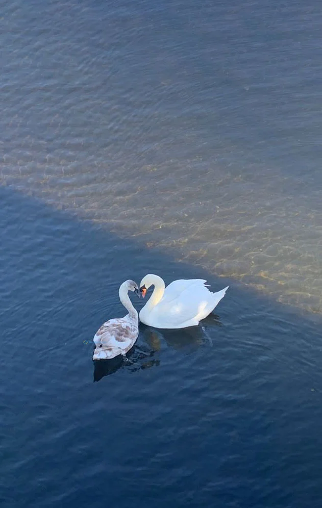 Hình nền Thiên Nga cho điện thoại