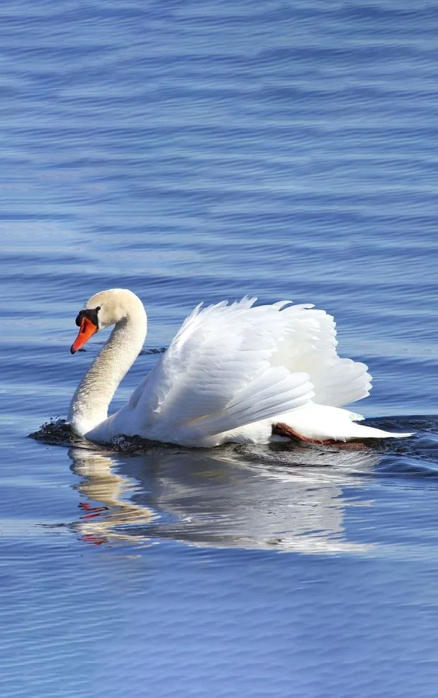 Hình nền Thiên Nga cho điện thoại