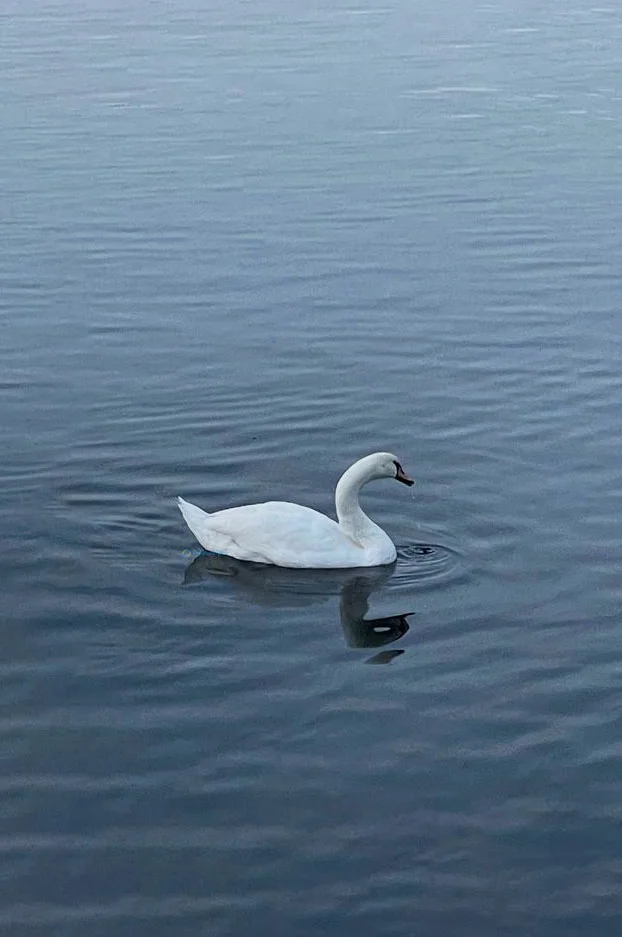 Hình nền Thiên Nga cho điện thoại