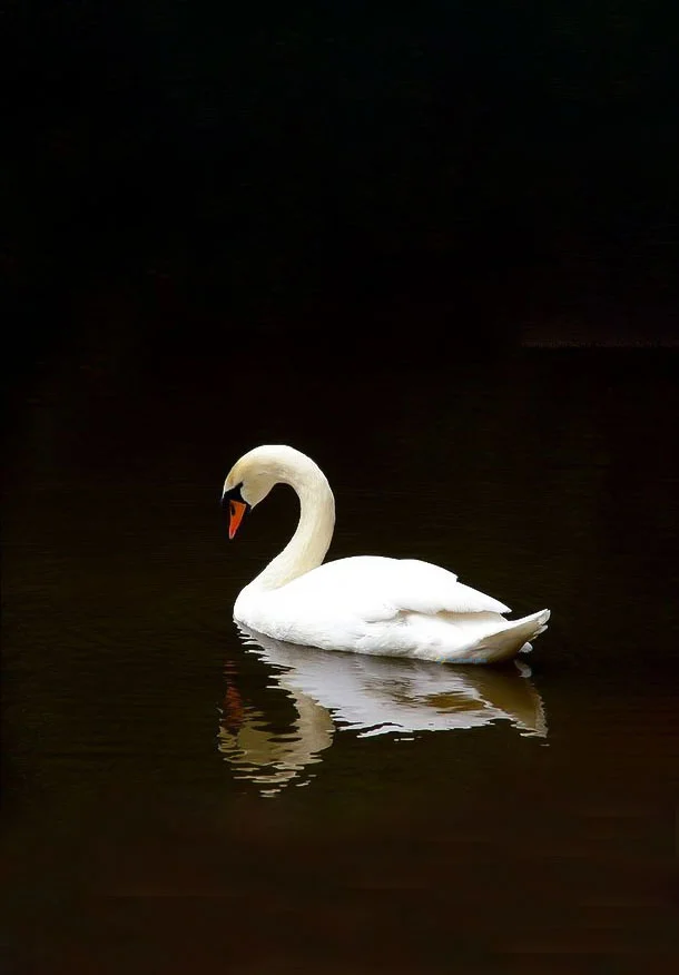 Hình nền Thiên Nga cho điện thoại