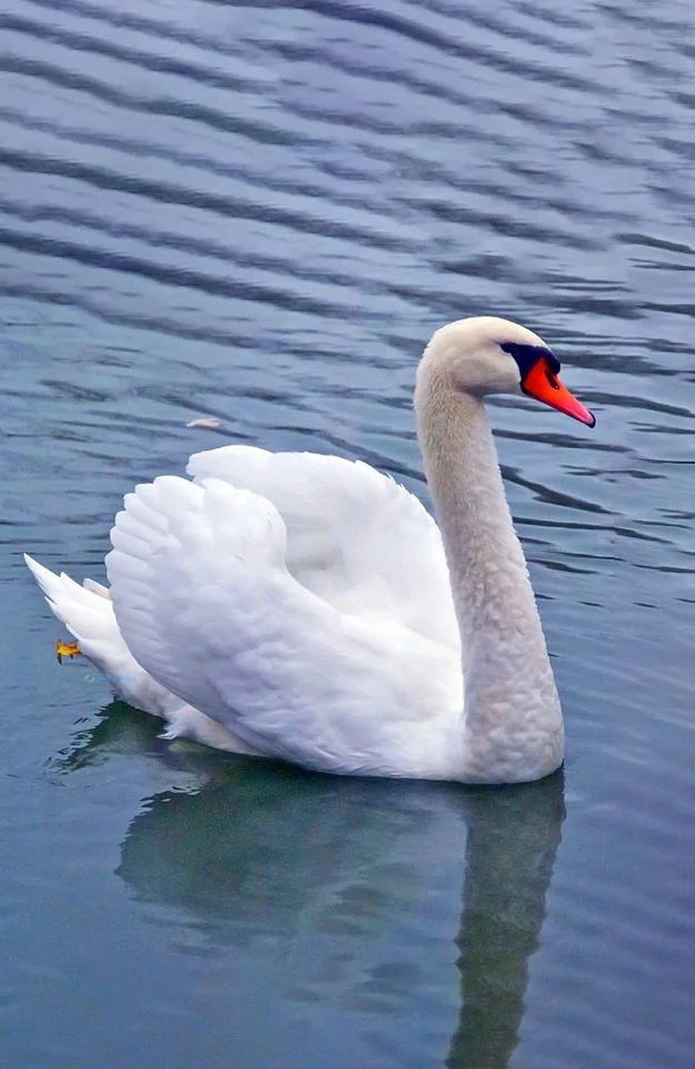 Hình nền Thiên Nga cho điện thoại