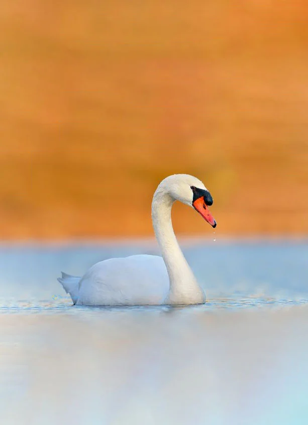 Hình nền Thiên Nga cho điện thoại