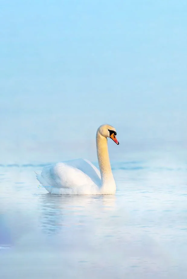 Hình nền Thiên Nga cho điện thoại