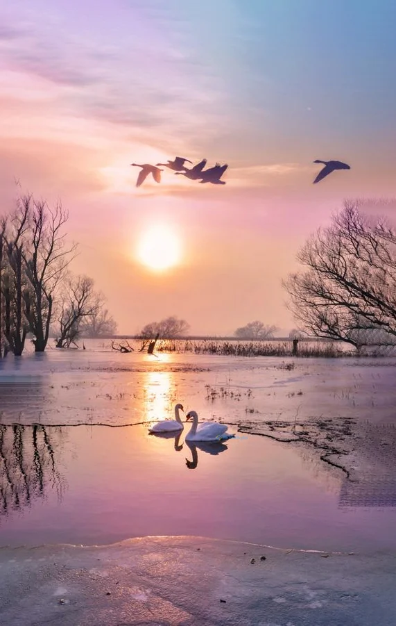 Hình nền Thiên Nga cho điện thoại