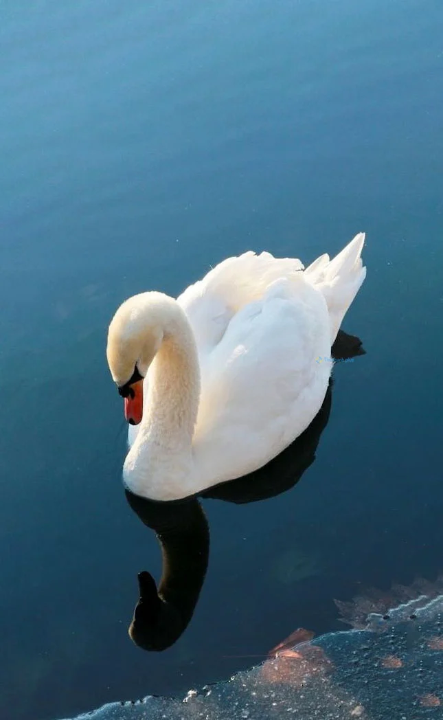 Hình nền Thiên Nga cho điện thoại