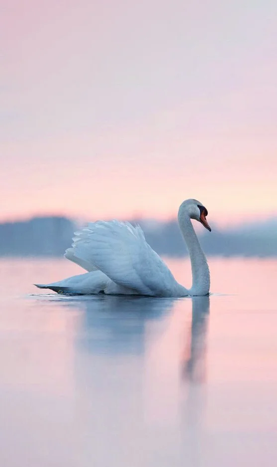 Hình nền Thiên Nga cho điện thoại