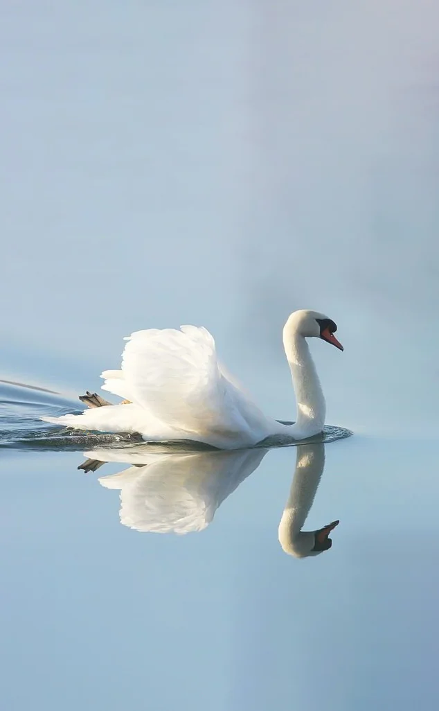 Hình nền Thiên Nga cho điện thoại