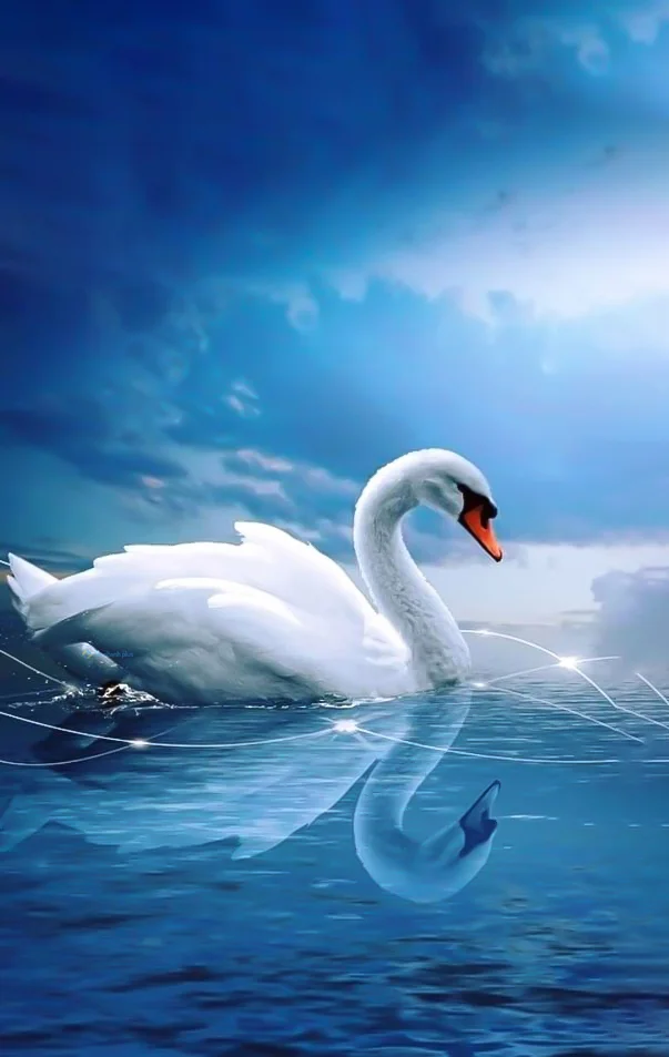 Hình nền Thiên Nga cho điện thoại