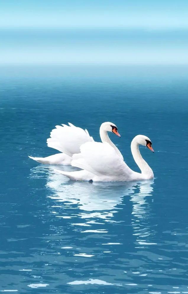 Hình nền Thiên Nga cho điện thoại