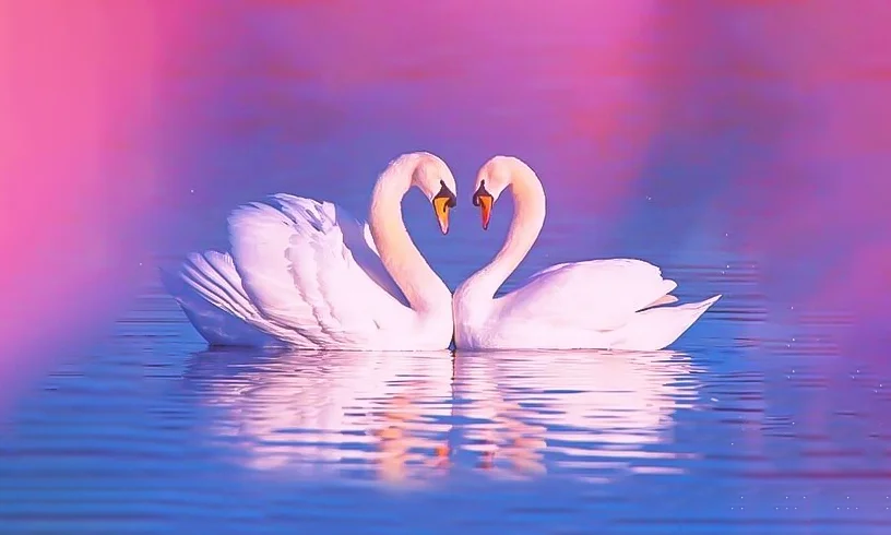 290+ Hình nền Thiên Nga cho điện thoại