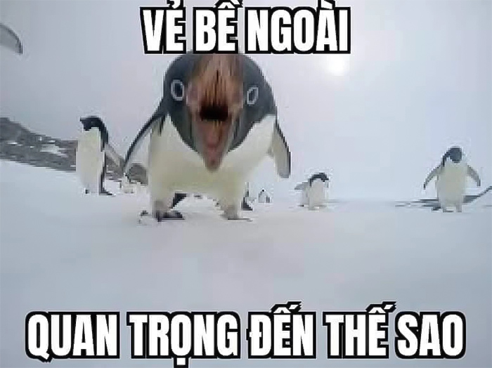 meme chim cánh cụt