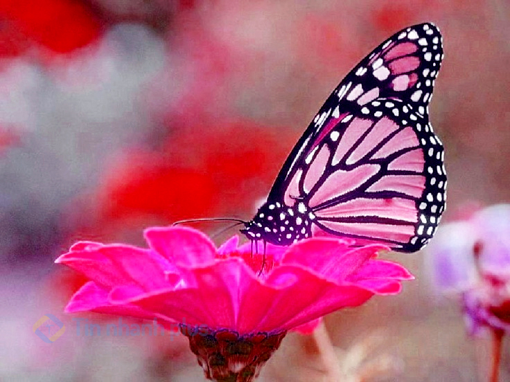 Hình ảnh con bướm màu hồng