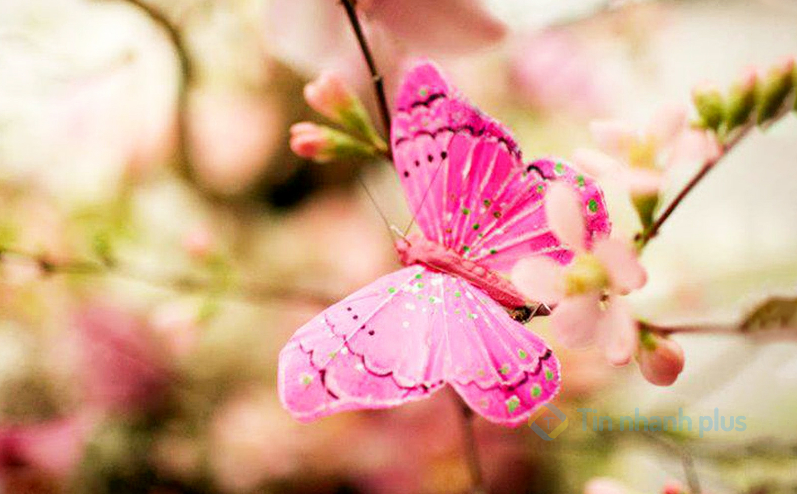 Hình ảnh con bướm màu hồng
