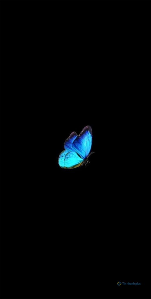 Hình nền điện thoại con bướm xanh