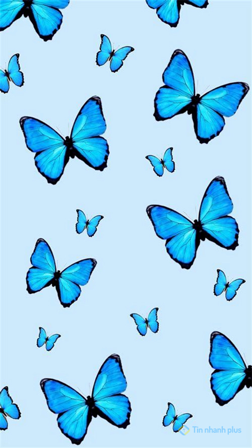 Hình nền điện thoại con bướm xanh