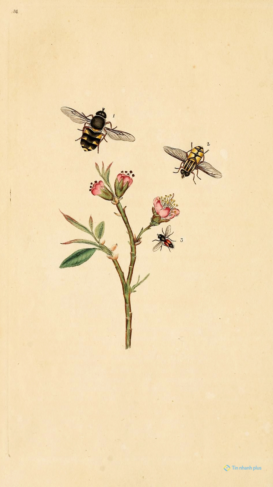 Hình nền con ong